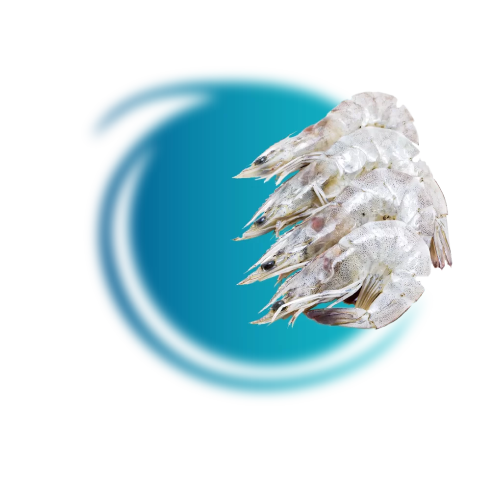 whiteleg shrimp