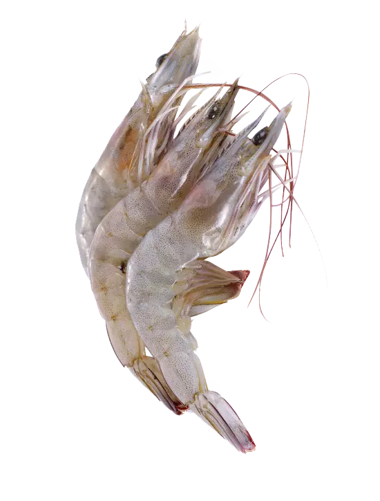 whiteleg shrimp
